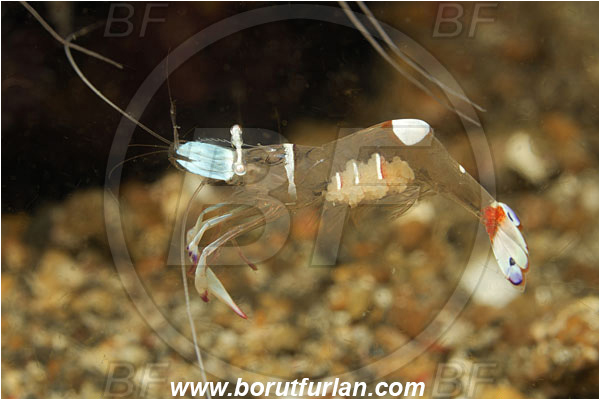 Lembeh strait, Sulawesi, Indonesia, Ancylomenes magnificus, Ancylomenes, Palaemonidae, Decapoda, Crustacea, Crustacean, Magnificent Anemone Shrimp, Cleaner Shrimp, Shrimp