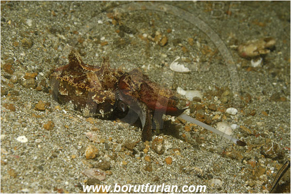 Lembeh strait, Sulawesi, Indonesia, Metasepia pfefferi, Metasepia, Sepiidae, Cephalopoda, Mollusca, Mollusc, Pfeffer