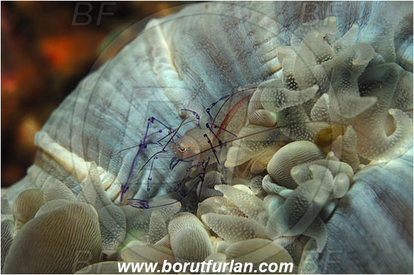 Lembeh strait, Sulawesi, Indonesia, Vir philippinensis, Vir, Palaemonidae, Decapoda, Crustacea, Crustacean, Bubble Coral Shrimp, Shrimp