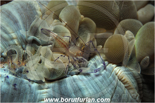 Lembeh strait, Sulawesi, Indonesia, Vir philippinensis, Vir, Palaemonidae, Decapoda, Crustacea, Crustacean, Bubble Coral Shrimp, Shrimp
