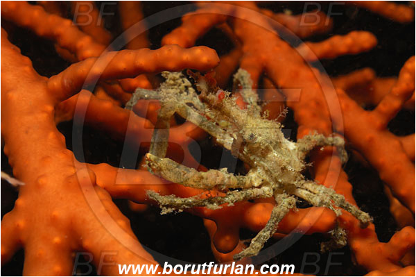 Lembeh strait, Sulawesi, Indonesia, Decapoda, Decorater Crab, Crab, Crustacea, Crustacean, Unidentified