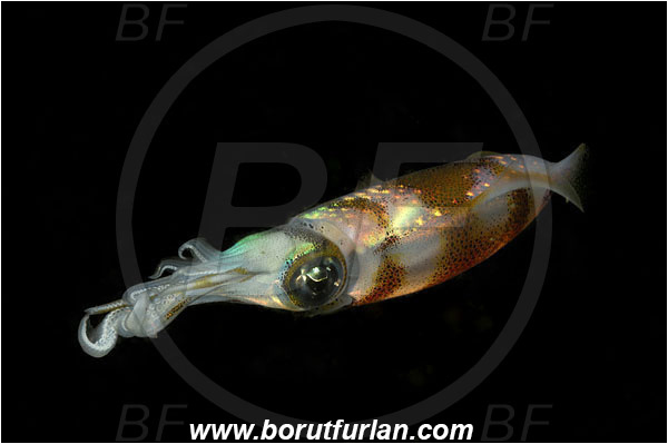 Lembeh strait, Sulawesi, Indonesia, Sepioteuthis lessoniana, Sepioteuthis, Loliginidae, Cephalopoda, Mollusca, Mollusc, Bigfin reef squid, Squid