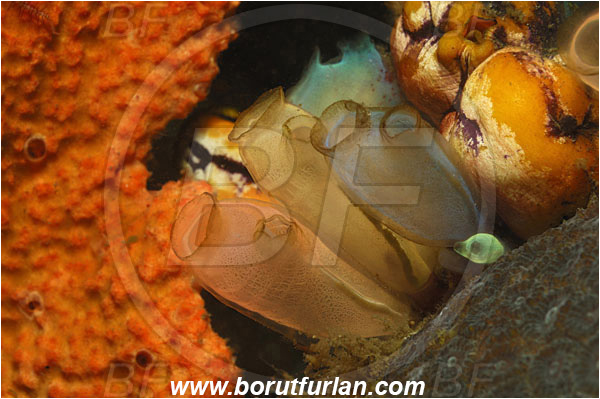 Lembeh strait, Sulawesi, Indonesia, Rhopalaea sp., Rhopalaea, Diazonidae, Tunicata, Translucent Sea Squirt, Tunicate