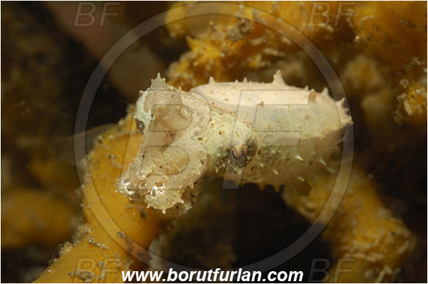 Lembeh strait, Sulawesi, Indonesia, Sepiidae, Cephalopoda, Mollusca, Mollusc, Cuttlefish, Unidentified