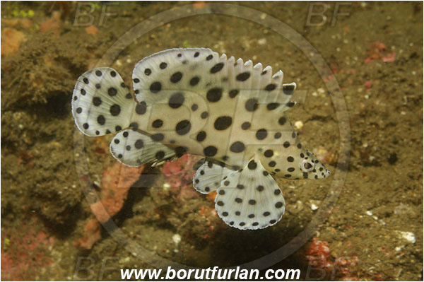 Lembeh strait, Sulawesi, Indonesia, Cromileptes altivelis, Cromileptes, Serranidae, Humpback grouper, Barramundi cod, Grouper, Fish