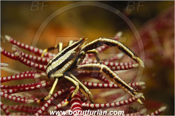 Lembeh strait, Sulawesi, Indonesia, Allogalathea elegans, Allogalathea, Galatheidae, Decapoda, Crinoid Squat Lobster, Elegant Squat Lobster, Squat lobster, Crustacea, Crustacean