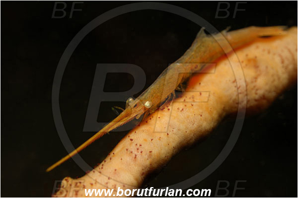 Lembeh strait, Sulawesi, Indonesia, Tozeuma sp., Tozeuma, Hippolytidae, Decapoda, Red Sawblade Shrimp, Shrimp, Crustacea, Crustacean