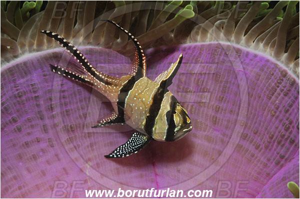 Lembeh strait, Sulawesi, Indonesia, Pterapogon kauderni, Pterapogon, Apogonidae, Banggai cardinalfish, Cardinalfish, Fish