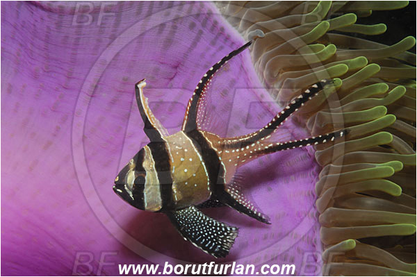 Lembeh strait, Sulawesi, Indonesia, Pterapogon kauderni, Pterapogon, Apogonidae, Banggai cardinalfish, Cardinalfish, Fish