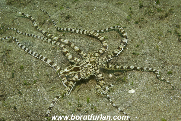 Lembeh strait, Sulawesi, Indonesia, Thaumoctopus mimicus, Thaumoctopus, Octopodidae, Cephalopoda, Mollusca, Mollusc, Mimic Octopus, Octopus