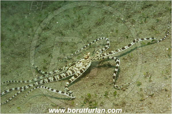 Lembeh strait, Sulawesi, Indonesia, Thaumoctopus mimicus, Thaumoctopus, Octopodidae, Cephalopoda, Mollusca, Mollusc, Mimic Octopus, Octopus