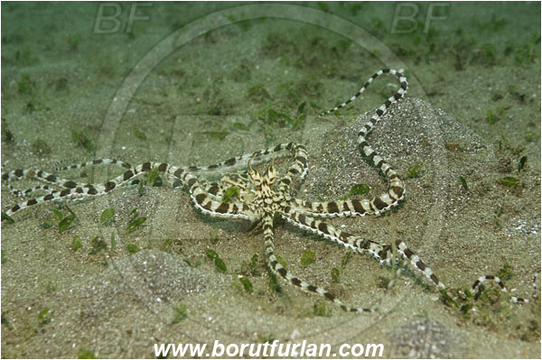 Lembeh strait, Sulawesi, Indonesia, Thaumoctopus mimicus, Thaumoctopus, Octopodidae, Cephalopoda, Mollusca, Mollusc, Mimic Octopus, Octopus