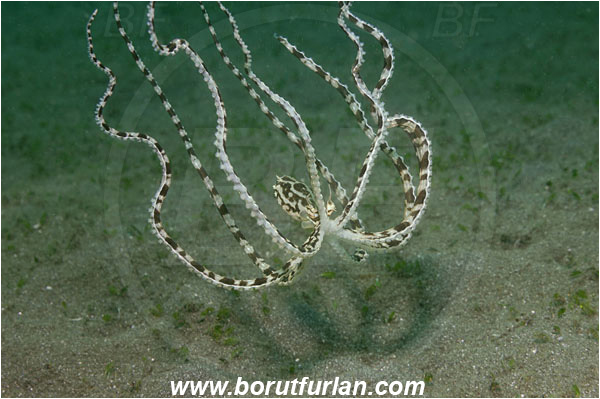 Lembeh strait, Sulawesi, Indonesia, Thaumoctopus mimicus, Thaumoctopus, Octopodidae, Cephalopoda, Mollusca, Mollusc, Mimic Octopus, Octopus