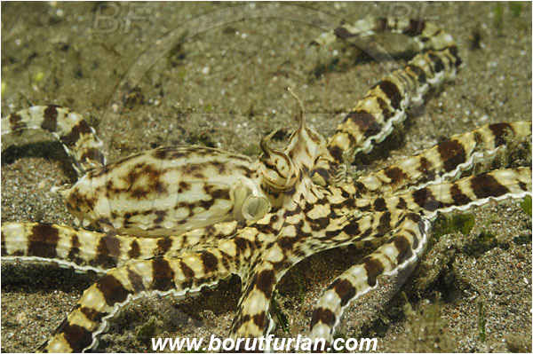 Lembeh strait, Sulawesi, Indonesia, Thaumoctopus mimicus, Thaumoctopus, Octopodidae, Cephalopoda, Mollusca, Mollusc, Mimic Octopus, Octopus