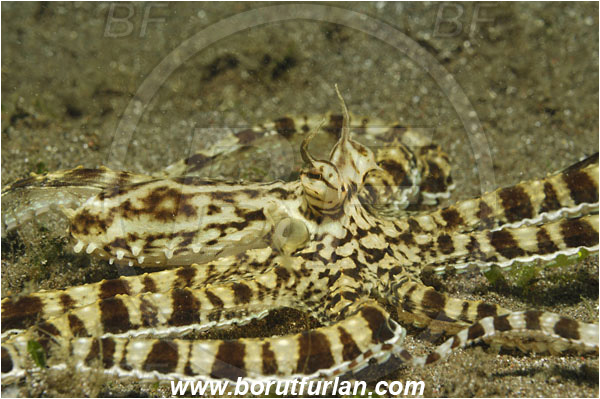 Lembeh strait, Sulawesi, Indonesia, Thaumoctopus mimicus, Thaumoctopus, Octopodidae, Cephalopoda, Mollusca, Mollusc, Mimic Octopus, Octopus
