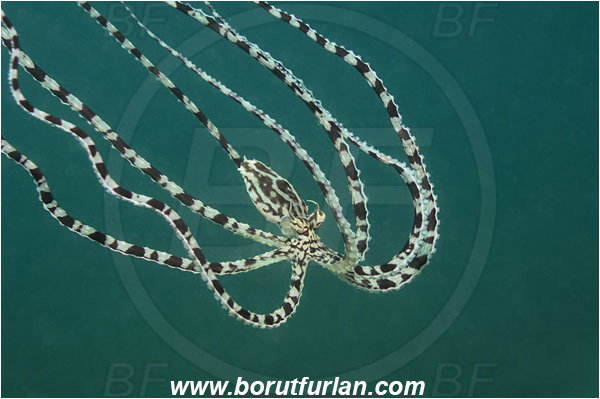 Lembeh strait, Sulawesi, Indonesia, Thaumoctopus mimicus, Thaumoctopus, Octopodidae, Cephalopoda, Mollusca, Mollusc, Mimic Octopus, Octopus