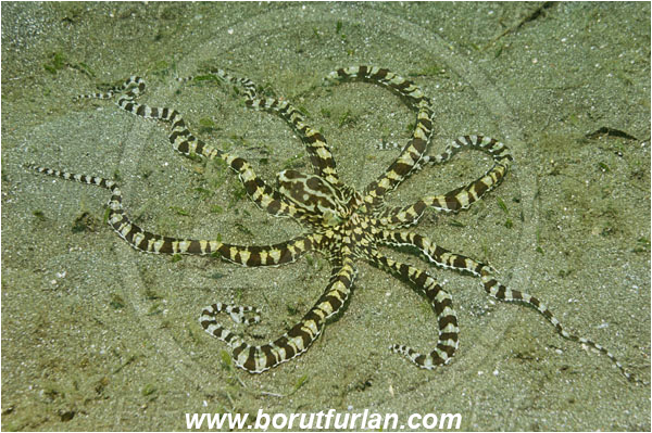 Lembeh strait, Sulawesi, Indonesia, Thaumoctopus mimicus, Thaumoctopus, Octopodidae, Cephalopoda, Mollusca, Mollusc, Mimic Octopus, Octopus