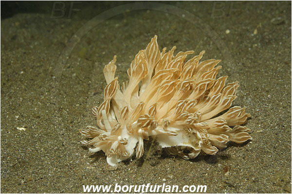 Lembeh strait, Sulawesi, Indonesia, Phyllodesmium rudmani, Phyllodesmium, Myrrhinidae, Mimic nudibranch, Nudibranch, Sea slug, Gastropoda, Mollusca, Mollusc