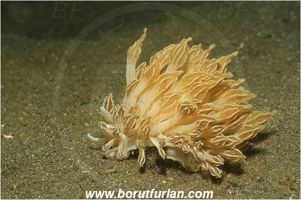 Lembeh strait, Sulawesi, Indonesia, Phyllodesmium rudmani, Phyllodesmium, Myrrhinidae, Mimic nudibranch, Nudibranch, Sea slug, Gastropoda, Mollusca, Mollusc