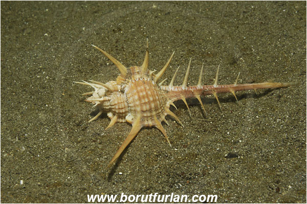 Lembeh strait, Sulawesi, Indonesia, Murex ternispina, Murex, Muricidae, Gastropoda, Mollusca, Mollusc, Murex Shell, Black-spined murex, Snail