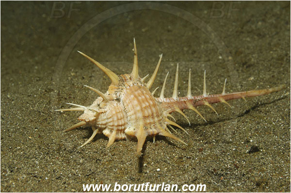 Lembeh strait, Sulawesi, Indonesia, Murex ternispina, Murex, Muricidae, Gastropoda, Mollusca, Mollusc, Murex Shell, Black-spined murex, Snail