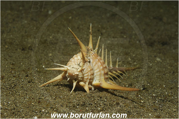 Lembeh strait, Sulawesi, Indonesia, Murex ternispina, Murex, Muricidae, Gastropoda, Mollusca, Mollusc, Murex Shell, Black-spined murex, Snail