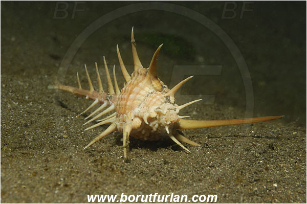 Lembeh strait, Sulawesi, Indonesia, Murex ternispina, Murex, Muricidae, Gastropoda, Mollusca, Mollusc, Murex Shell, Black-spined murex, Snail