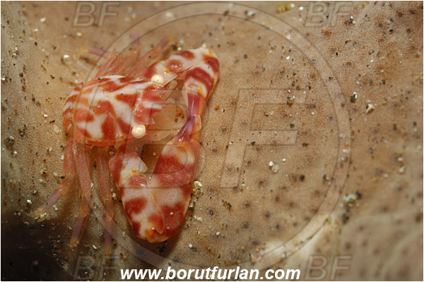 Lembeh strait, Sulawesi, Indonesia, Porcellanella triloba, Porcellanella, Porcellanidae, Decapoda, Painted porcelain crab, Sea pen crab, Porcelain crab, Crab, Crustacea, Crustacean