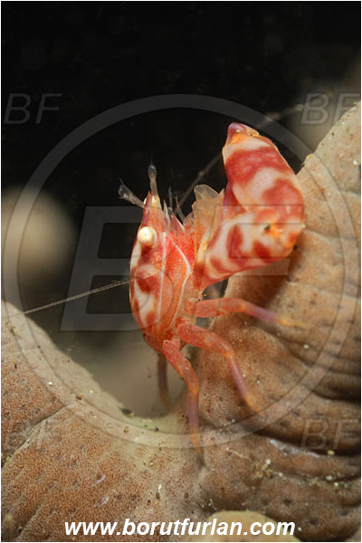 Lembeh strait, Sulawesi, Indonesia, Porcellanella triloba, Porcellanella, Porcellanidae, Decapoda, Painted porcelain crab, Sea pen crab, Porcelain crab, Crab, Crustacea, Crustacean