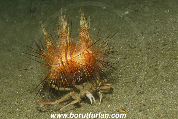 Lembeh strait, Sulawesi, Indonesia, Dorippe frascone, Dorippe, Dorippidae, Decapoda, Urchin Crab, Crab, Crustacea, Crustacean, Astropyga radiata, Astropyga, Diadematidae, Red fire urchin, Sea Urchin, Echinoidea, Echinodermata, Echinoderm, Echinothuriidae, Symbiosis