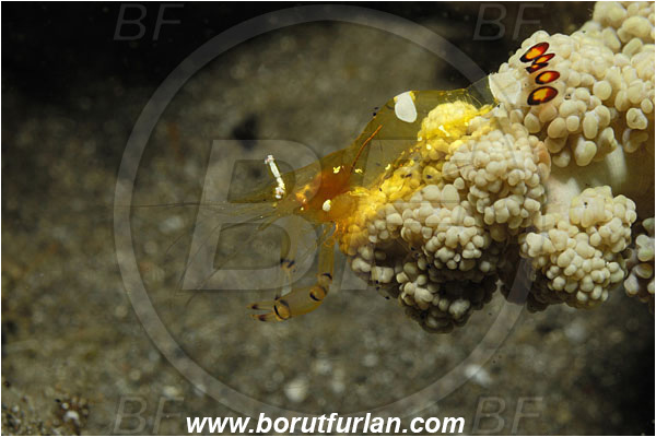 Lembeh strait, Sulawesi, Indonesia, Periclimenes brevicarpalis, Periclimenes, Palaemonidae, Decapoda, Anemone Commensal Shrimp, Shrimp, Crustacea, Crustacean