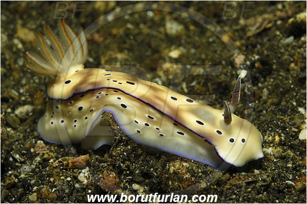 Lembeh strait, Sulawesi, Indonesia, Risbecia tryoni, Risbecia, Chromodorididae, Risbecia nudibranch, Nudibranch, Sea slug, Gastropoda, Mollusca, Mollusc