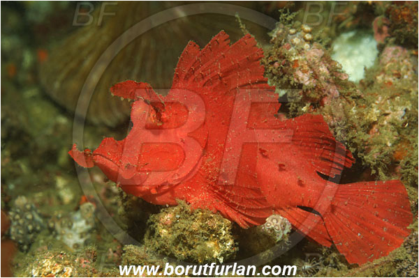 Lembeh strait, Sulawesi, Indonesia, Rhinopias eschmeyeri, Rhinopias, Scorpaenidae, Eschmeyer