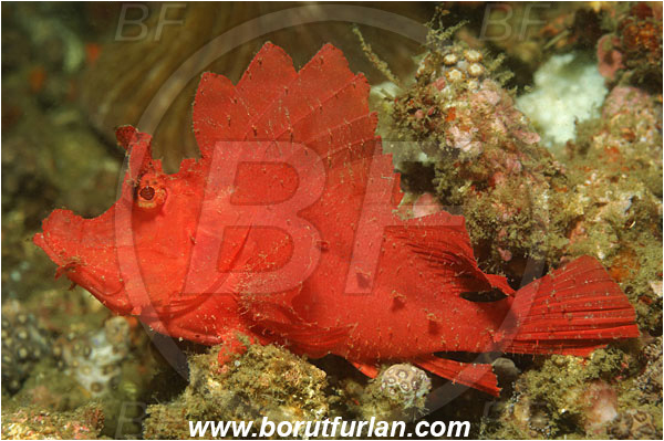 Lembeh strait, Sulawesi, Indonesia, Rhinopias eschmeyeri, Rhinopias, Scorpaenidae, Eschmeyer