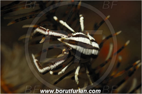 Lembeh strait, Sulawesi, Indonesia, Allogalathea elegans, Allogalathea, Galatheidae, Decapoda, Crinoid Squat Lobster, Elegant Squat Lobster, Squat lobster, Crustacea, Crustacean