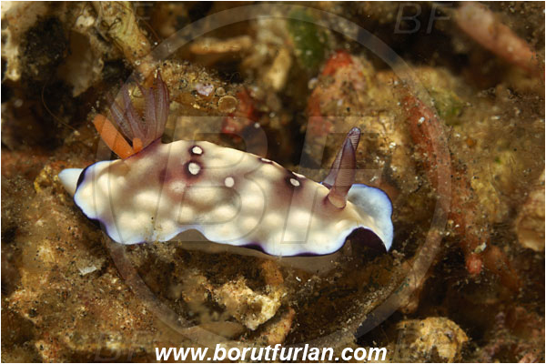 Lembeh strait, Sulawesi, Indonesia, Goniobranchus hintuanensis, Goniobranchus, Chromodorididae, Bus Stop Chromodoris, Nudibranch, Sea slug, Gastropoda, Mollusca, Mollusc