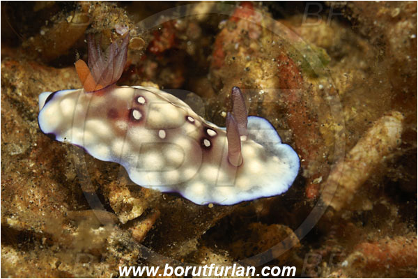 Lembeh strait, Sulawesi, Indonesia, Goniobranchus hintuanensis, Goniobranchus, Chromodorididae, Bus Stop Chromodoris, Nudibranch, Sea slug, Gastropoda, Mollusca, Mollusc
