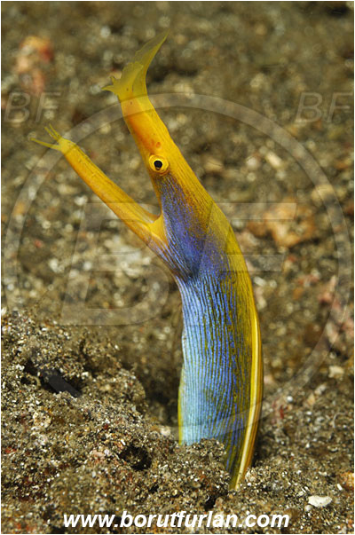 Lembeh strait, Sulawesi, Indonesia, Rhinomuraena quaesita, Rhinomuraena, Muraenidae, Ribbon eel, Ribbon moray, Moray, Fish, Portrait