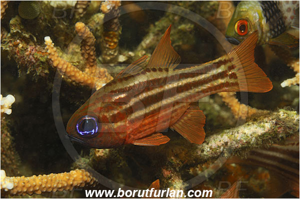 Lembeh strait, Sulawesi, Indonesia, Ostorhinchus compressus, Ostorhinchus, Ochre-striped cardinalfish, Cardinalfish, Fish, Apogonidae