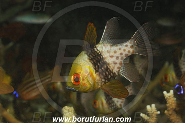 Lembeh strait, Sulawesi, Indonesia, Sphaeramia nematoptera, Sphaeramia, Apogonidae, Pajama cardinalfish, Cardinalfish, Fish