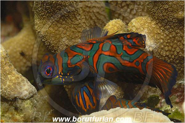 Lembeh strait, Sulawesi, Indonesia, Synchiropus splendidus, Synchiropus, Callionymidae, Mandarinfish, Fish