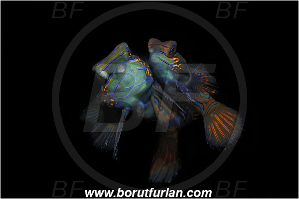 Lembeh strait, Sulawesi, Indonesia, Synchiropus splendidus, Synchiropus, Callionymidae, Mandarinfish, Fish, Mating