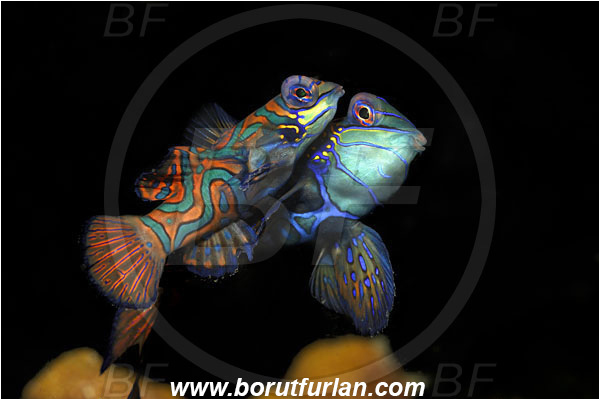 Lembeh strait, Sulawesi, Indonesia, Synchiropus splendidus, Synchiropus, Callionymidae, Mandarinfish, Fish, Mating