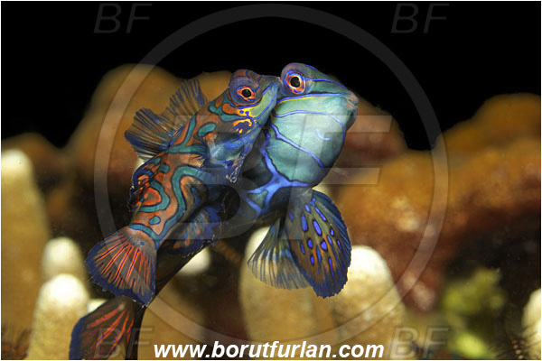 Lembeh strait, Sulawesi, Indonesia, Synchiropus splendidus, Synchiropus, Callionymidae, Mandarinfish, Fish, Mating