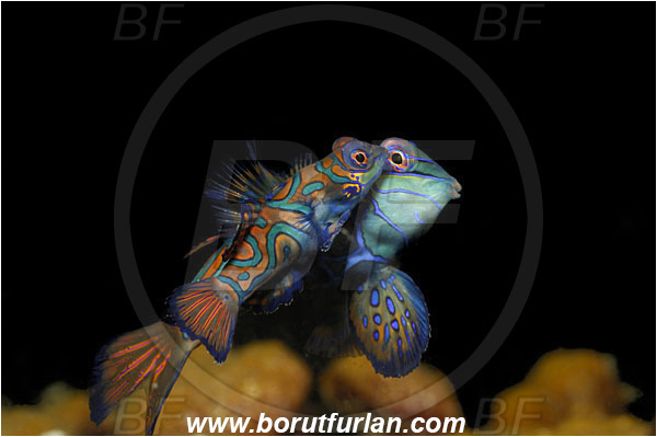 Lembeh strait, Sulawesi, Indonesia, Synchiropus splendidus, Synchiropus, Callionymidae, Mandarinfish, Fish, Mating