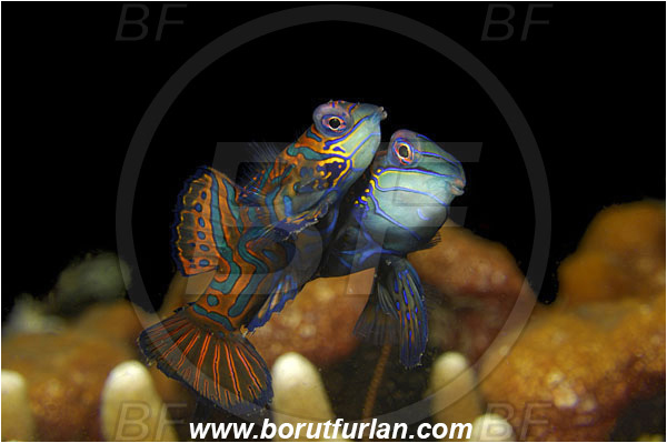 Lembeh strait, Sulawesi, Indonesia, Synchiropus splendidus, Synchiropus, Callionymidae, Mandarinfish, Fish, Mating