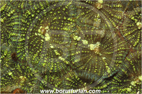 Lembeh strait, Sulawesi, Indonesia, Discosoma sp., Discosoma, Discosomidae, Anthozoa, Cnidarian, Cnidaria, Anemone, Abstract