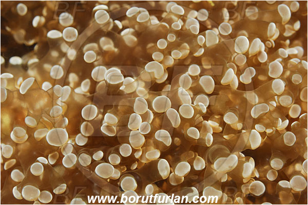 Lembeh strait, Sulawesi, Indonesia, Euphyllia sp., Euphyllia, Euphylliidae, Anthozoa, Cnidaria, Cnidarian, Euphyllia coral, Coral, Abstract