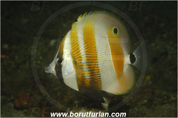 Lembeh strait, Sulawesi, Indonesia, Coradion chrysozonus, Coradion, Chaetodontidae, Goldengirdled coralfish, Orange-Banded Coralfish, Butterflyfish, Fish
