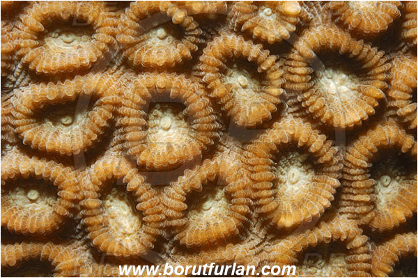 Lembeh strait, Sulawesi, Indonesia, Favia sp., Favia, Faviidae, Coral, Anthozoa, Cnidaria, Cnidarian, Abstract